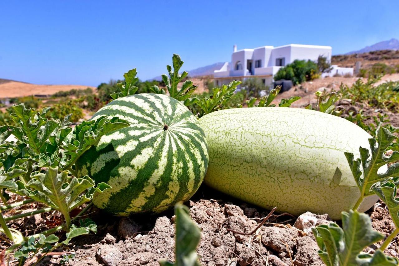 Relaxia Estate Naxos Apartman Galíni Kültér fotó